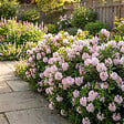 BLOOMIQUE - Lot de 2 - Rhododendron Bloombux rose - Rhododendron nain - Plantes jardin - Rustique - P. 17 cm - vignette