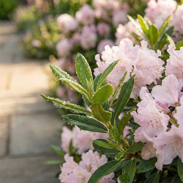 BLOOMIQUE - Lot de 2 - Rhododendron Bloombux rose - Rhododendron nain - Plantes jardin - Rustique - P. 17 cm - large