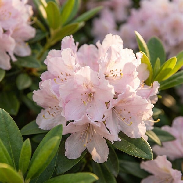 BLOOMIQUE - Lot de 2 - Rhododendron Bloombux rose - Rhododendron nain - Plantes jardin - Rustique - P. 17 cm - large