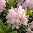 BLOOMIQUE - Lot de 2 - Rhododendron Bloombux rose - Rhododendron nain - Plantes jardin - Rustique - P. 17 cm - vignette