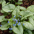 BLOOMIQUE - Lot de 6 - Brunnera Macrophylla - Myosotis du Caucase - Plante de Jardin - P. 9 cm - vignette