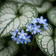 BLOOMIQUE - Lot de 6 - Brunnera Macrophylla - Myosotis du Caucase - Plante de Jardin - P. 9 cm - vignette