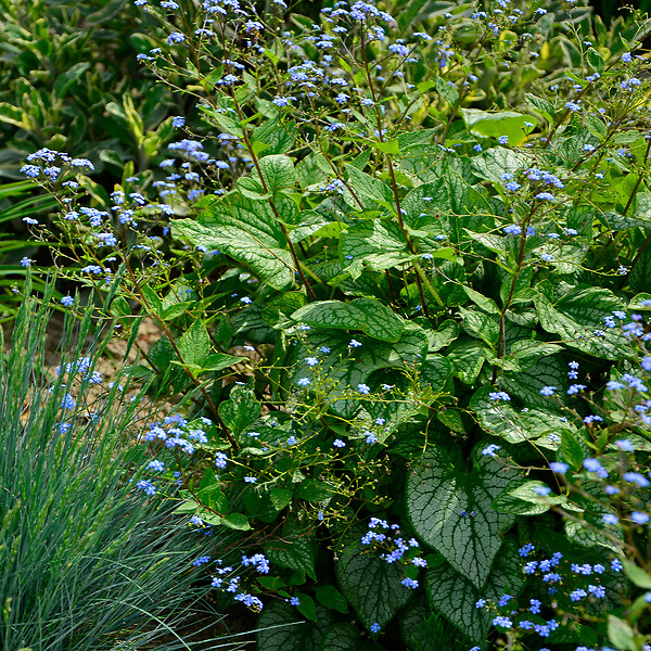 BLOOMIQUE - Lot de 6 - Brunnera Macrophylla - Myosotis du Caucase - Plante de Jardin - P. 9 cm - large