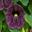 BLOOMIQUE - Lot de 2 - Aristolochia Macrophylla - Plante grimpante - Plante de Jardin - H. 60-80 cm - P. 19 cm - vignette