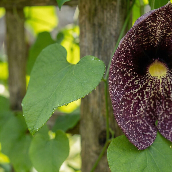 BLOOMIQUE - Lot de 2 - Aristolochia Macrophylla - Plante grimpante - Plante de Jardin - H. 60-80 cm - P. 19 cm - large