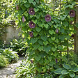 BLOOMIQUE - Lot de 2 - Aristolochia Macrophylla - Plante grimpante - Plante de Jardin - H. 60-80 cm - P. 19 cm - vignette