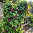 BLOOMIQUE - Lot de 2 - Aristolochia Macrophylla - Plante grimpante - Plante de Jardin - H. 60-80 cm - P. 19 cm - vignette