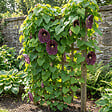 BLOOMIQUE - Lot de 2 - Aristolochia Macrophylla - Plante grimpante - Plante de Jardin - H. 60-80 cm - P. 19 cm - vignette