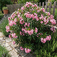 BLOOMIQUE - Laurier-rose (Nerium oleander) - Fleurs roses - Plantes jardin - Plantes terrasse - P. 26 cm - vignette