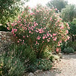 BLOOMIQUE - Laurier-rose (Nerium oleander) - Fleurs roses - Plantes jardin - Plantes terrasse - P. 26 cm - vignette