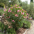BLOOMIQUE - Laurier-rose (Nerium oleander) - Fleurs roses - Plantes jardin - Plantes terrasse - P. 26 cm - vignette