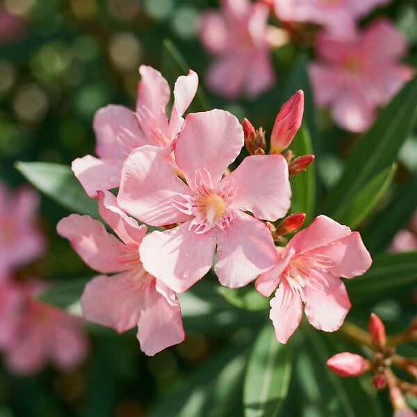 BLOOMIQUE - Laurier-rose (Nerium oleander) - Fleurs roses - Plantes jardin - Plantes terrasse - P. 26 cm - large