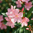 BLOOMIQUE - Laurier-rose (Nerium oleander) - Fleurs roses - Plantes jardin - Plantes terrasse - P. 26 cm - vignette