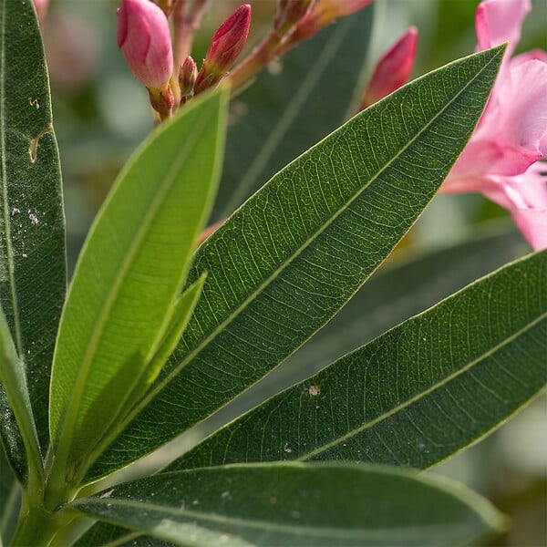 BLOOMIQUE - Laurier-rose (Nerium oleander) - Fleurs roses - Plantes jardin - Plantes terrasse - P. 26 cm - large