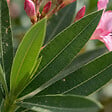 BLOOMIQUE - Laurier-rose (Nerium oleander) - Fleurs roses - Plantes jardin - Plantes terrasse - P. 26 cm - vignette