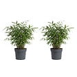 BLOOMIQUE - Lot de 2 - Fargesia Asian Wonder - Plante bambou - Non invasive - Plante de Jardin - P. 14 cm - vignette