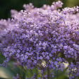 BLOOMIQUE - Lot de 6 - Limonium latifolium - Lavande de mer - Rustique - Vivace - Hauteur 10-20 cm - Pot 9 cm - vignette