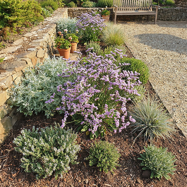 BLOOMIQUE - Lot de 6 - Limonium latifolium - Lavande de mer - Rustique - Vivace - Hauteur 10-20 cm - Pot 9 cm - large