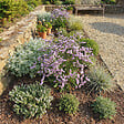 BLOOMIQUE - Lot de 6 - Limonium latifolium - Lavande de mer - Rustique - Vivace - Hauteur 10-20 cm - Pot 9 cm - vignette