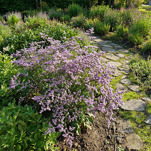 BLOOMIQUE - Lot de 6 - Limonium latifolium - Lavande de mer - Rustique - Vivace - Hauteur 10-20 cm - Pot 9 cm - large