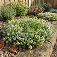 BLOOMIQUE - Lot de 3 - Thymus Albiflorus - Thym rampant - Rustique - Vivace - Couvre-sol - Persistant - P. 9 cm - vignette