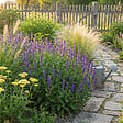 BLOOMIQUE - Lot de 6 - Salvia Blaukönigin - Sauge - Rustique - Vivace - Mellifère - Hauteur 10-20 cm - Pot 9 cm - vignette
