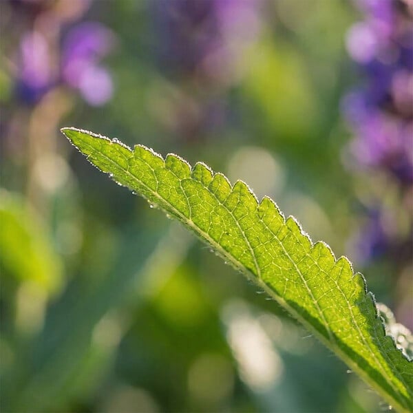 BLOOMIQUE - Lot de 6 - Salvia Blaukönigin - Sauge - Rustique - Vivace - Mellifère - Hauteur 10-20 cm - Pot 9 cm - large