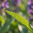 BLOOMIQUE - Lot de 6 - Salvia Blaukönigin - Sauge - Rustique - Vivace - Mellifère - Hauteur 10-20 cm - Pot 9 cm - vignette