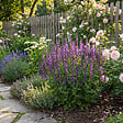 BLOOMIQUE - Lot de 6 - Salvia Blaukönigin - Sauge - Rustique - Vivace - Mellifère - Hauteur 10-20 cm - Pot 9 cm - vignette