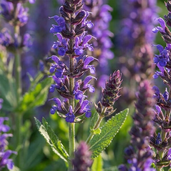 BLOOMIQUE - Lot de 6 - Salvia Blaukönigin - Sauge - Rustique - Vivace - Mellifère - Hauteur 10-20 cm - Pot 9 cm - large