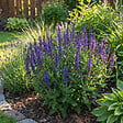 BLOOMIQUE - Lot de 6 - Salvia Blaukönigin - Sauge - Rustique - Vivace - Mellifère - Hauteur 10-20 cm - Pot 9 cm - vignette