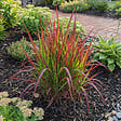 BLOOMIQUE - Lot de 6 - Imperata Cylindrica 'Red Baron' - Herbe sanguine du Japon - P. 9 cm - vignette