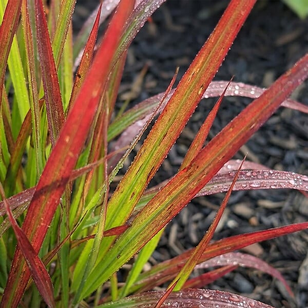 BLOOMIQUE - Lot de 6 - Imperata Cylindrica 'Red Baron' - Herbe sanguine du Japon - P. 9 cm - large