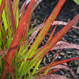 BLOOMIQUE - Lot de 6 - Imperata Cylindrica 'Red Baron' - Herbe sanguine du Japon - P. 9 cm - vignette