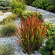 BLOOMIQUE - Lot de 6 - Imperata Cylindrica 'Red Baron' - Herbe sanguine du Japon - P. 9 cm - vignette