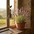 BLOOMIQUE - Lot de 6 - Lavandula Munstead - Lavande véritable - Rustique - Parfumée - H. 10-20 cm - P. 9 cm - vignette