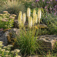 BLOOMIQUE - Lot de 6 - Kniphofia Little Maid - Tritome - Floraison abondante - Rustique - H. 10-20 cm - P. 9 cm - vignette