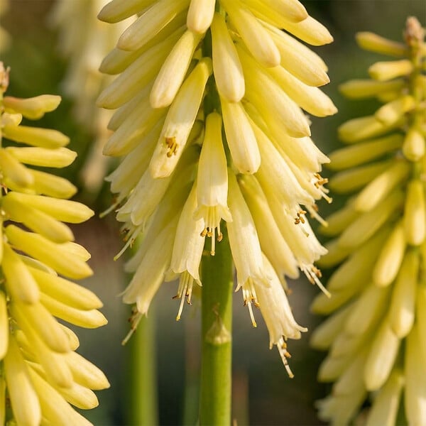 BLOOMIQUE - Lot de 6 - Kniphofia Little Maid - Tritome - Floraison abondante - Rustique - H. 10-20 cm - P. 9 cm - large