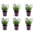 BLOOMIQUE - Lot de 6 - Lavandula Stoechas Anouk - Lavande Papillon - Rustique - Plante balcon - P. 12 cm - vignette