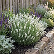 BLOOMIQUE - Lot de 6 - Lavandula Angustifolia Edelweiss - Lavande véritable - Rustique - H. 10-20 cm - P. 9 cm - vignette