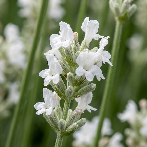 BLOOMIQUE - Lot de 6 - Lavandula Angustifolia Edelweiss - Lavande véritable - Rustique - H. 10-20 cm - P. 9 cm - large
