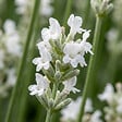BLOOMIQUE - Lot de 6 - Lavandula Angustifolia Edelweiss - Lavande véritable - Rustique - H. 10-20 cm - P. 9 cm - vignette