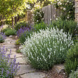 BLOOMIQUE - Lot de 6 - Lavandula Angustifolia Edelweiss - Lavande véritable - Rustique - H. 10-20 cm - P. 9 cm - vignette