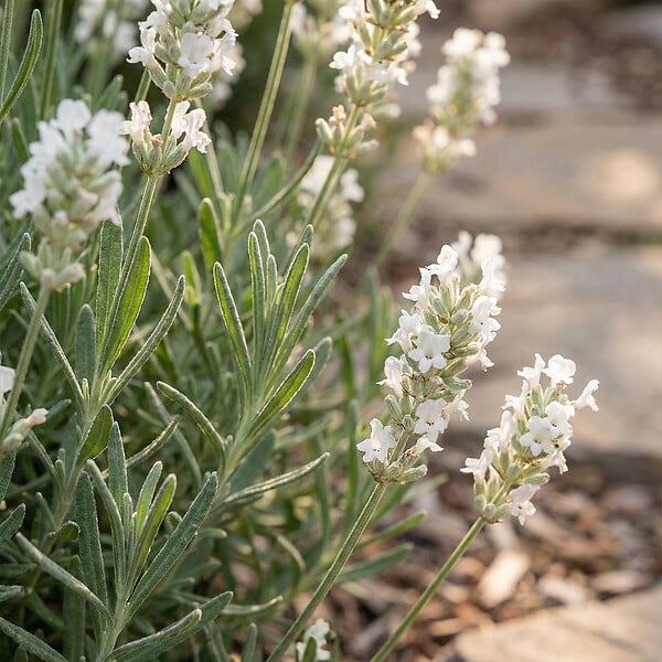 BLOOMIQUE - Lot de 6 - Lavandula Angustifolia Edelweiss - Lavande véritable - Rustique - H. 10-20 cm - P. 9 cm - large