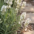 BLOOMIQUE - Lot de 6 - Lavandula Angustifolia Edelweiss - Lavande véritable - Rustique - H. 10-20 cm - P. 9 cm - vignette