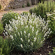BLOOMIQUE - Lot de 6 - Lavandula Angustifolia Edelweiss - Lavande véritable - Rustique - H. 10-20 cm - P. 9 cm - vignette