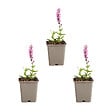 BLOOMIQUE - Lot de 3 - Sauge Sensation Deep Rose - Floraison rose - Rustique - Vivace - H. 10-20 cm - P. 9 cm - vignette