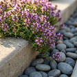 BLOOMIQUE - Lot de 3 - Thymus Red Carpet - Thym rouge - Rustique - Vivace - Couvre-sol - Persistant - P. 9 cm - vignette