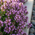 BLOOMIQUE - Lot de 3 - Thymus Red Carpet - Thym rouge - Rustique - Vivace - Couvre-sol - Persistant - P. 9 cm - vignette
