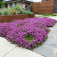 BLOOMIQUE - Lot de 3 - Thymus Red Carpet - Thym rouge - Rustique - Vivace - Couvre-sol - Persistant - P. 9 cm - vignette